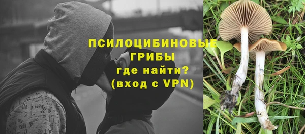 прущие грибы Богородицк