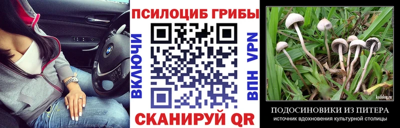 Псилоцибиновые грибы Cubensis  Купить закладки  Новокубанск 
